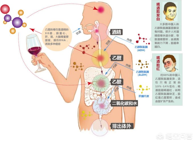 喝酒过量呕出半身血，喝酒过量呕出半身血怎么回事